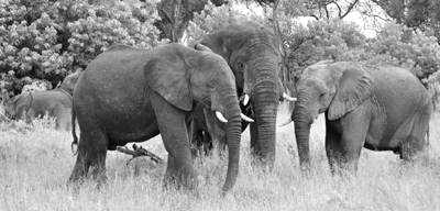 Image Concealment Films - MH Studios